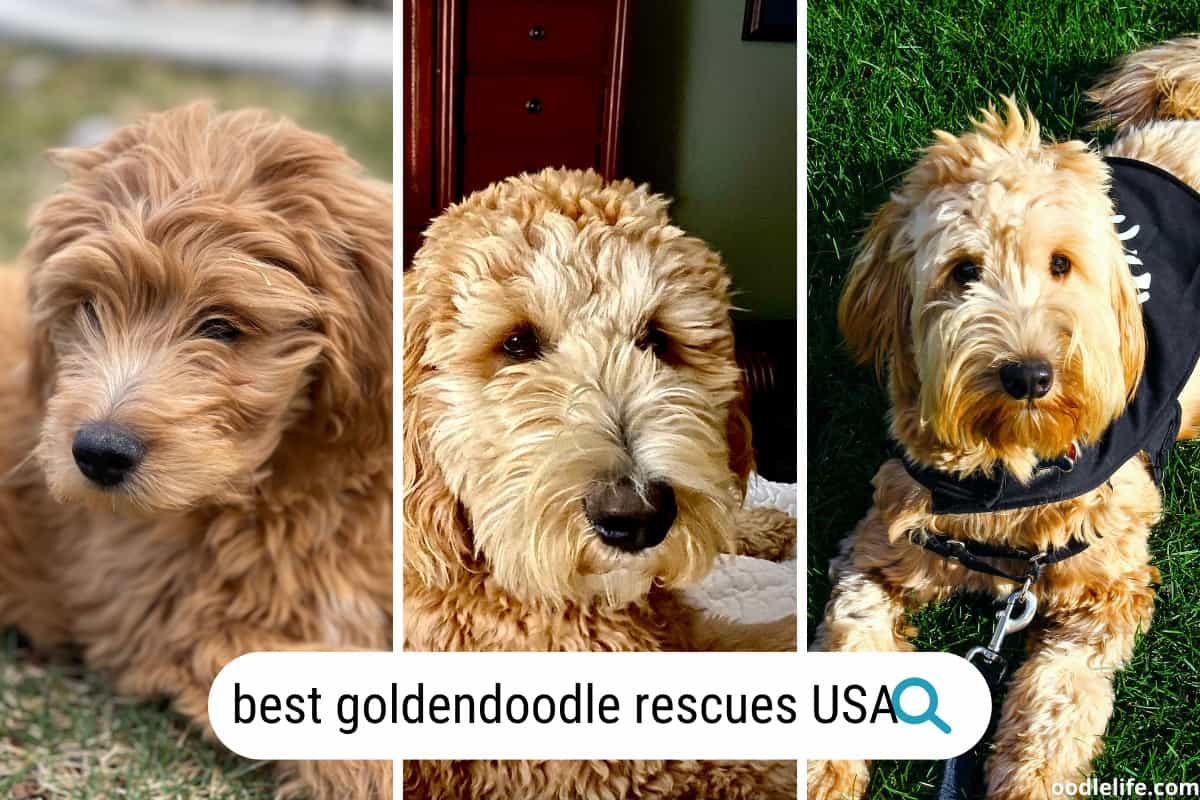 11 REAL Goldendoodle Rescues USA (2024) - Oodle Life