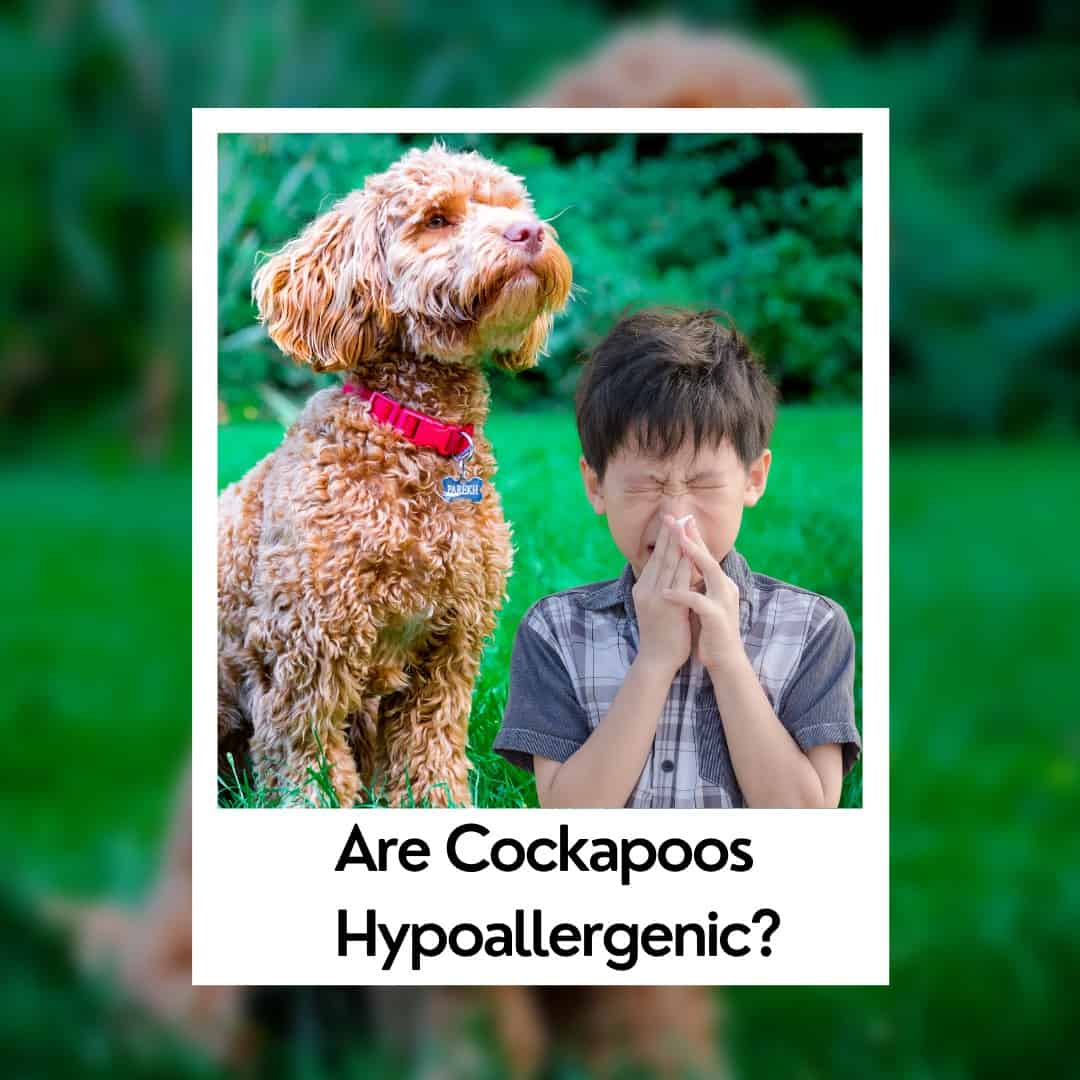 Cockapoo store and allergies