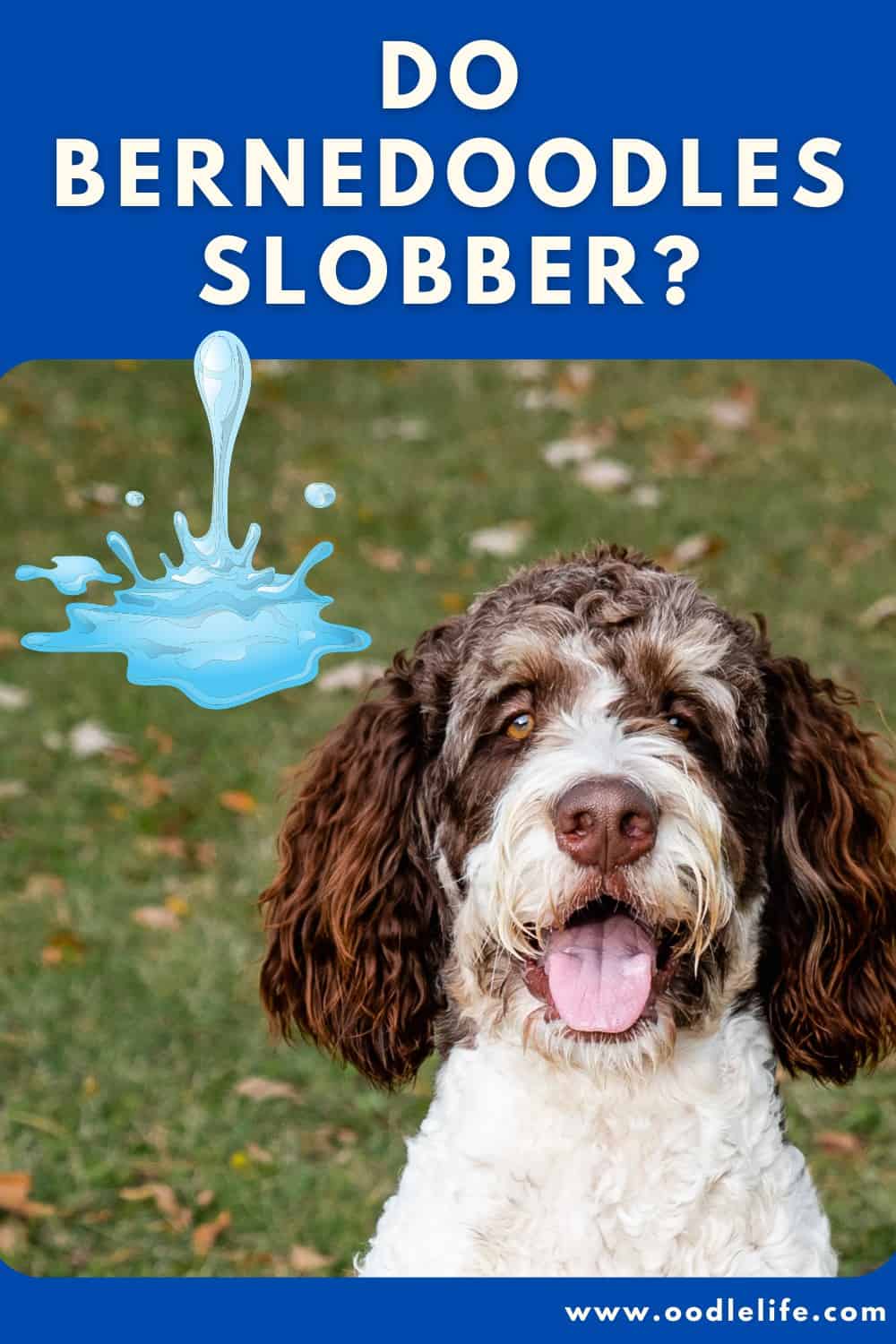 why do dogs slobber a lot