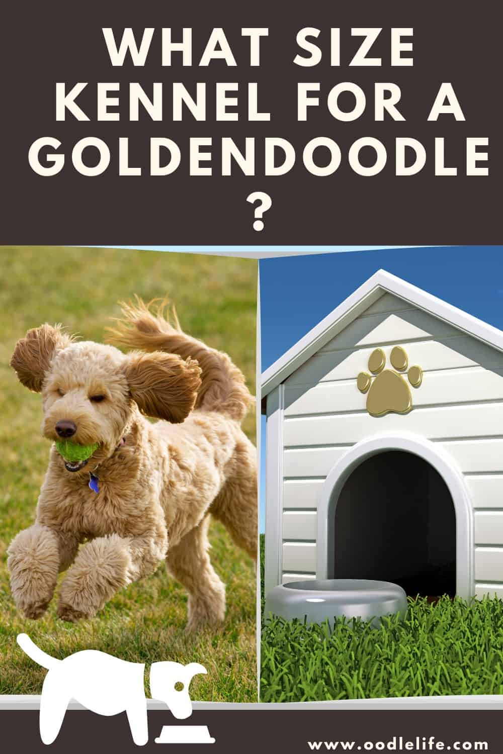 Dinkarville cultuur trainer What Size Kennel For A Goldendoodle? (and 3 Best) - Oodle Life