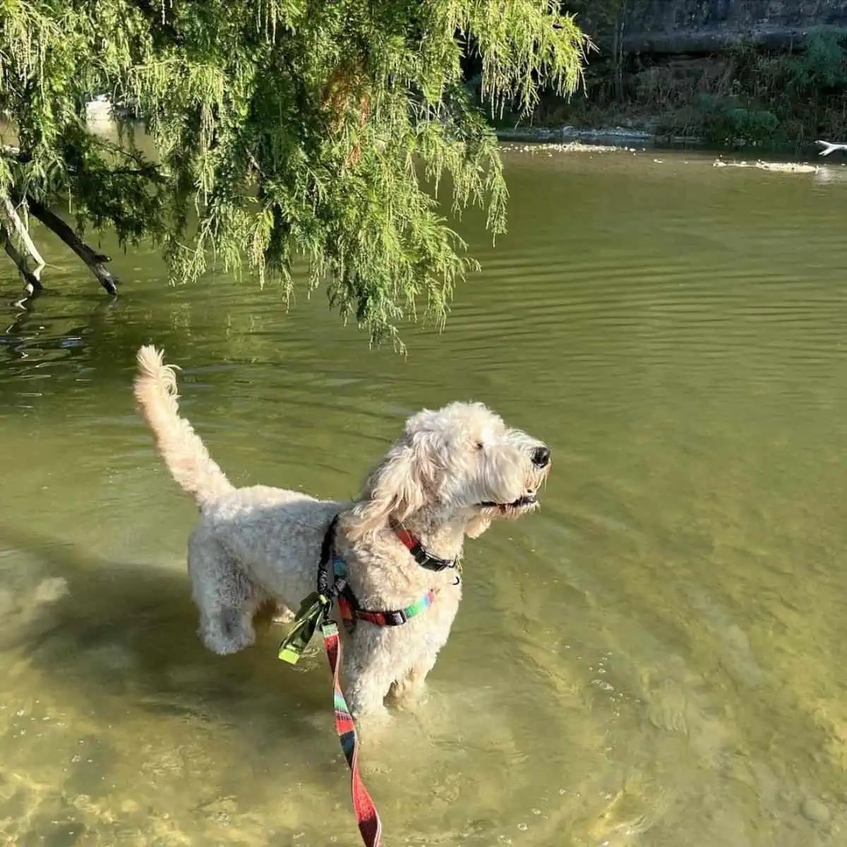 Goldendoodle stands on water howling