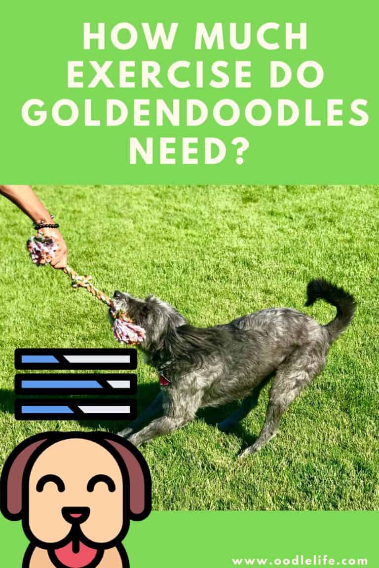 How Much Exercise Do Goldendoodles Need 768x1152 