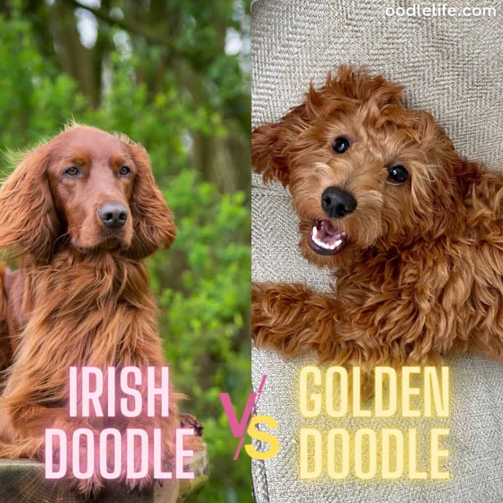 Irish Doodle Vs Goldendoodle (Breed Comparison With Photos) - Oodle Life