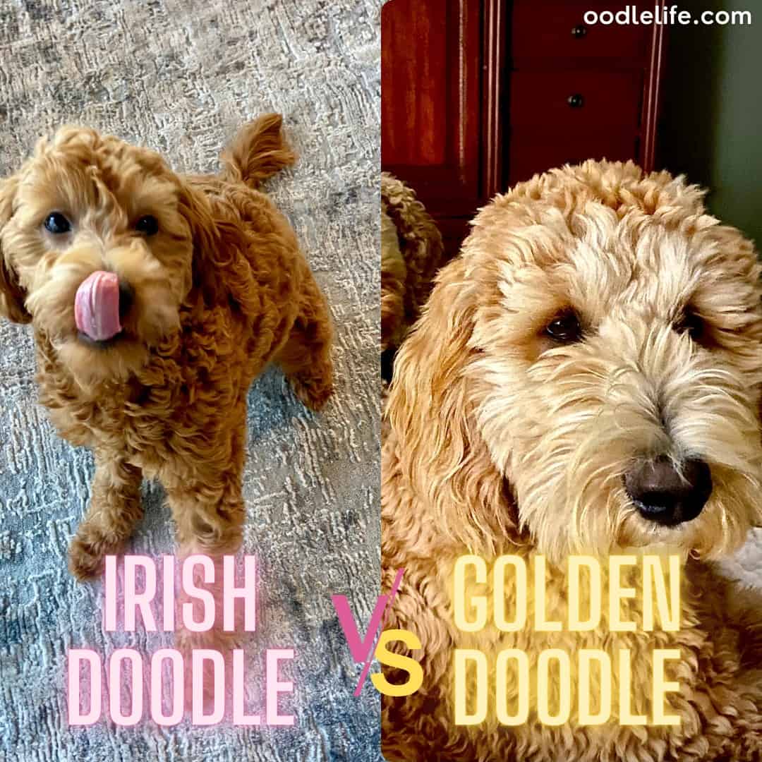 How Big Do Irish Doodle Puppies Get