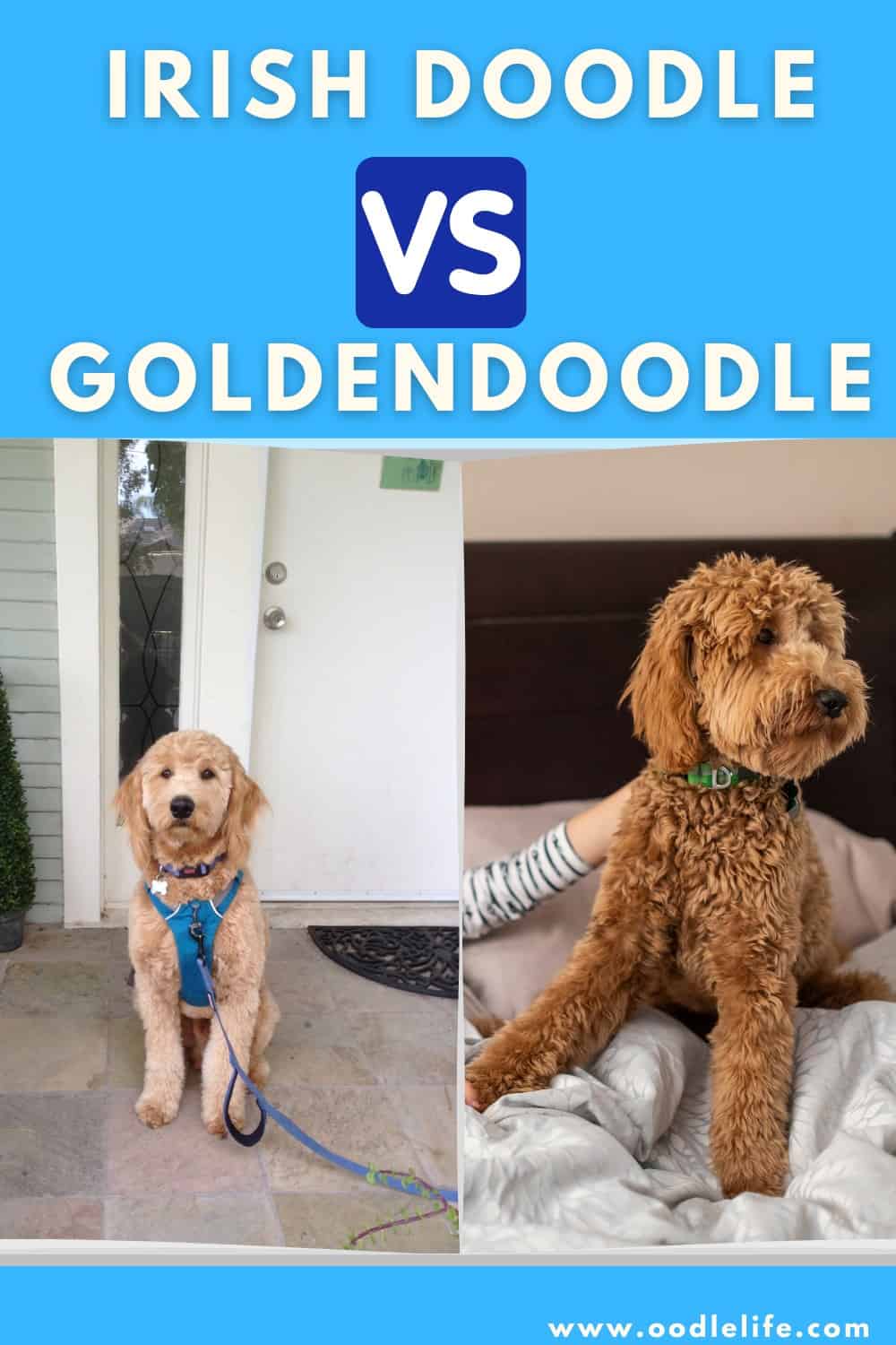 Irish Doodle Vs Goldendoodle (Breed Comparison With Photos) - Oodle Life