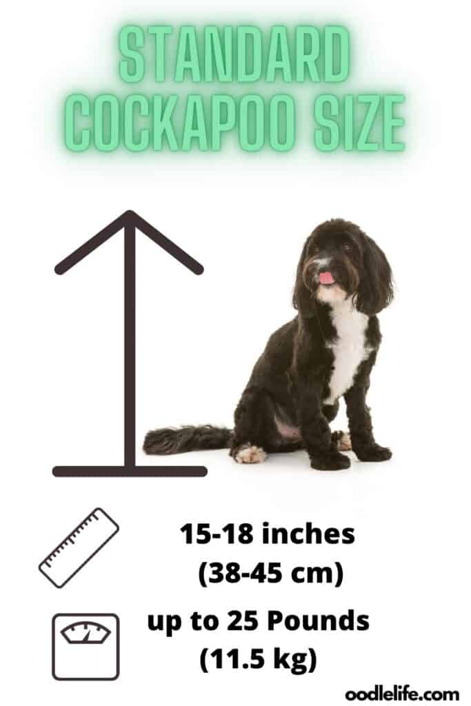 How Big Do Cockapoos Get? [Measurements + Photos] - Oodle Life