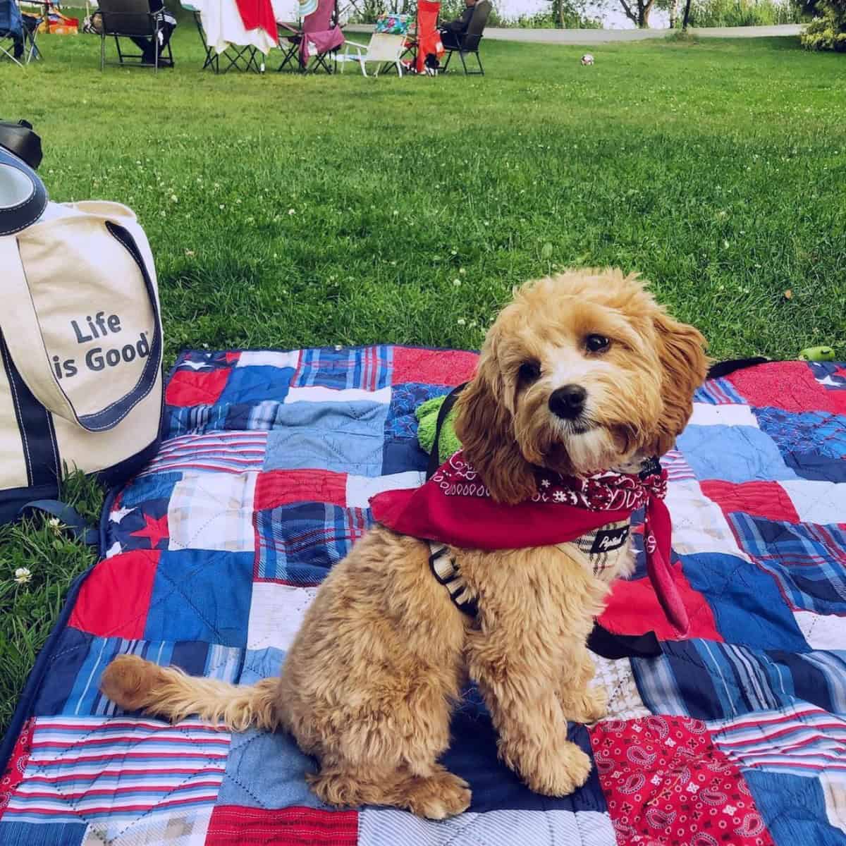 behaved Cavapoo on a picnic