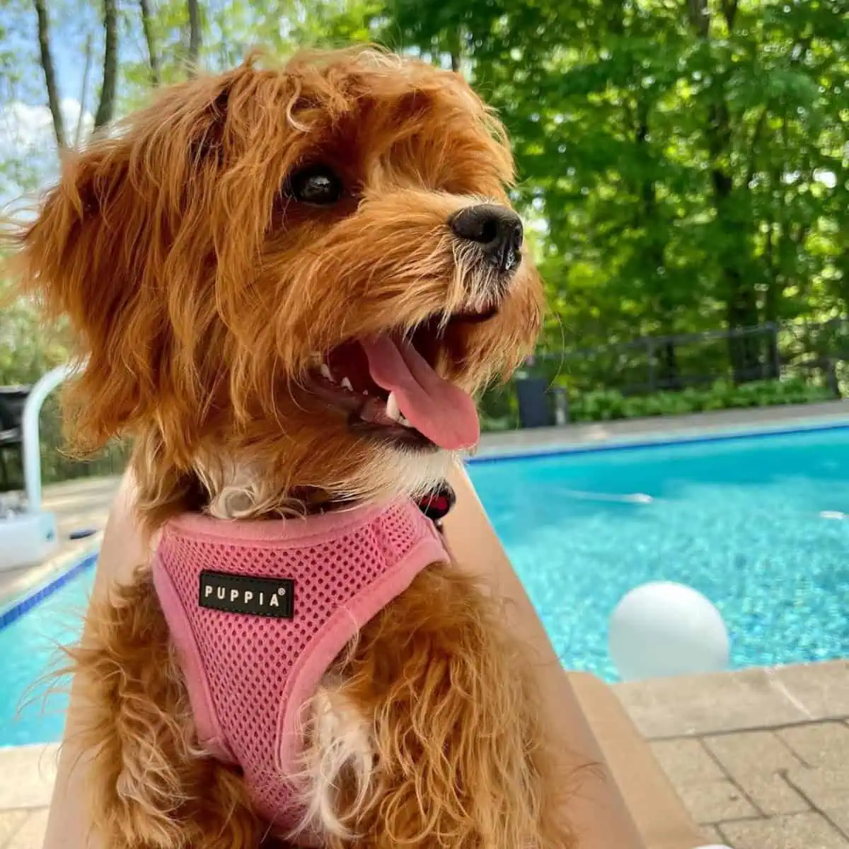 Cavapoo and swimming pool