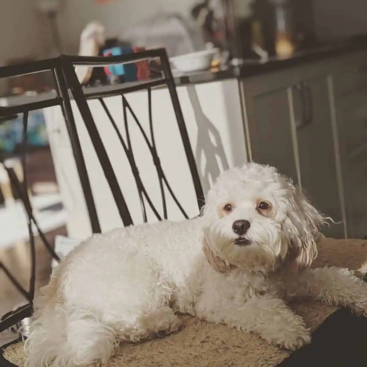 Cavapoo on two chairs