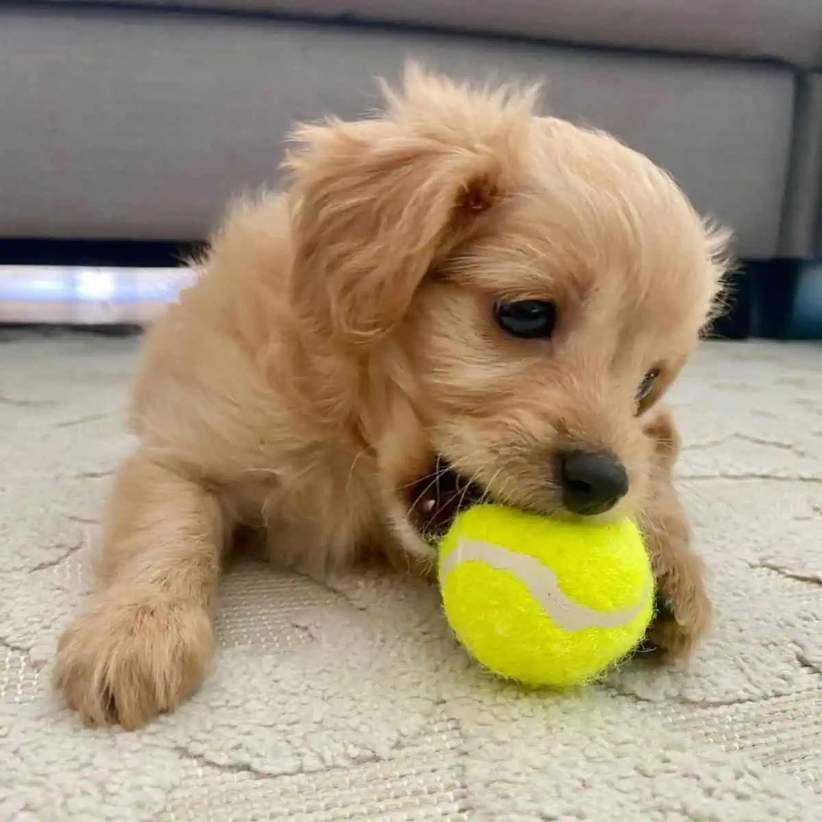 Cavapoo playing ball quietly