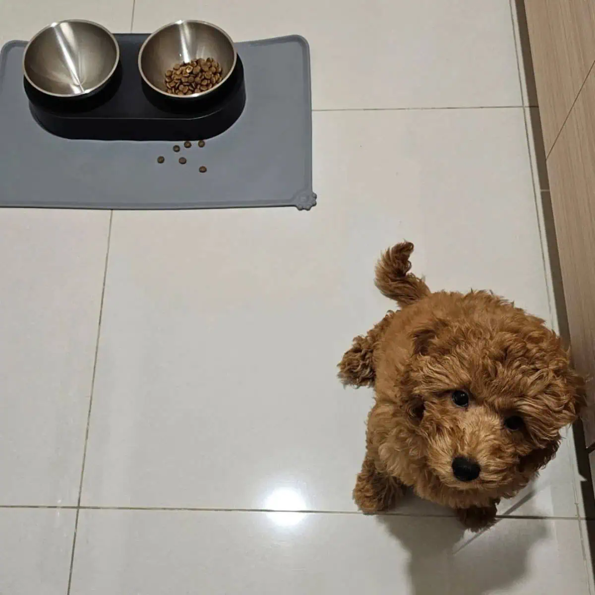 Cavapoo stops eating kibble