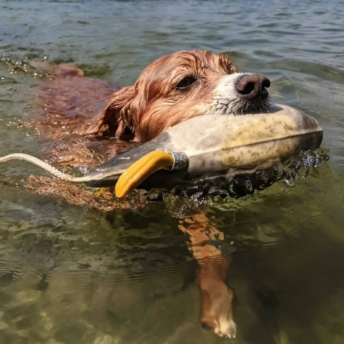 Cavapoo swimming with toy