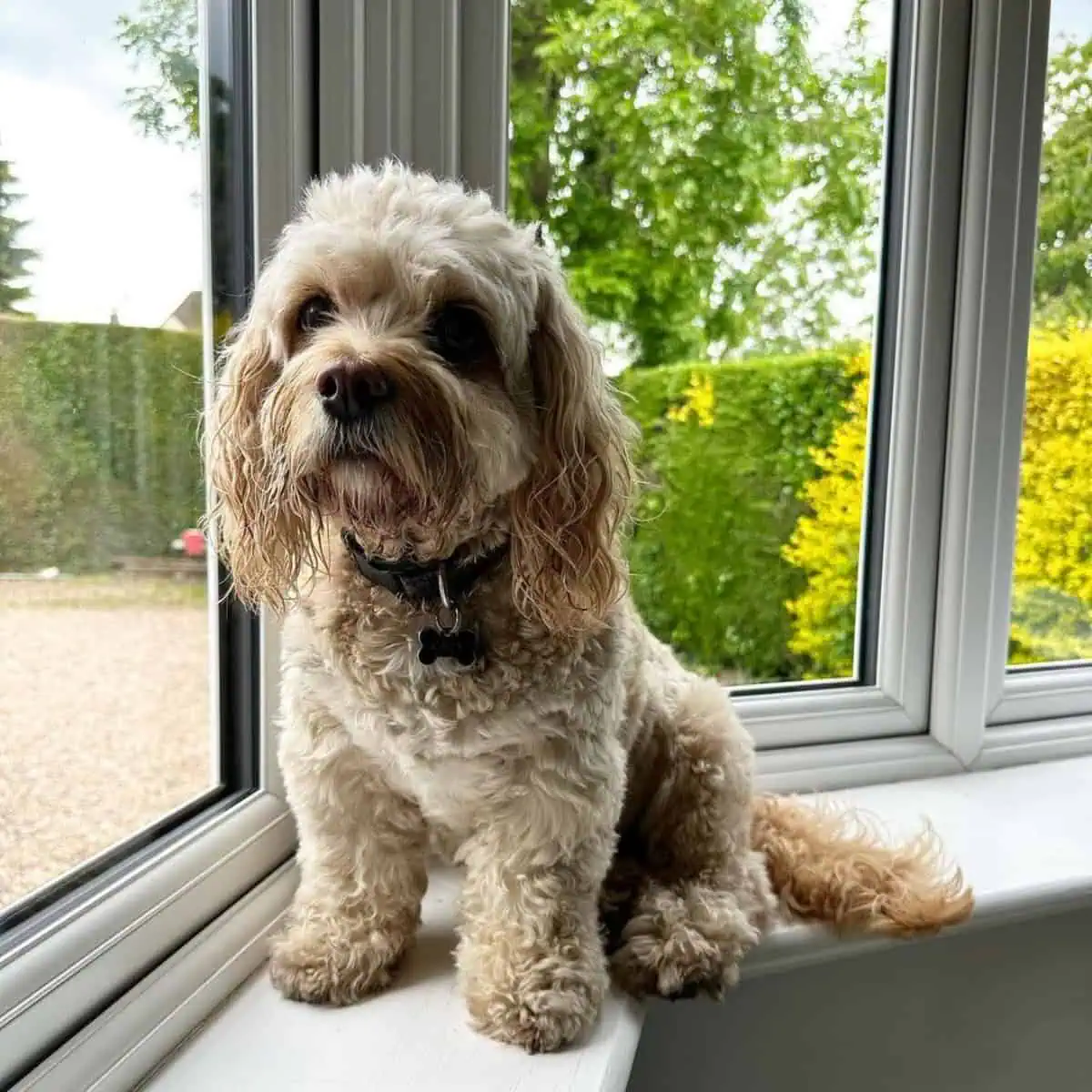 Cavapoo waiting by the window