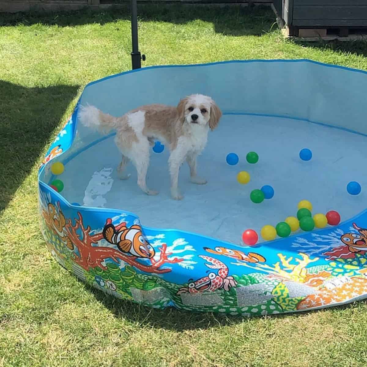 Cavapoo with its pool