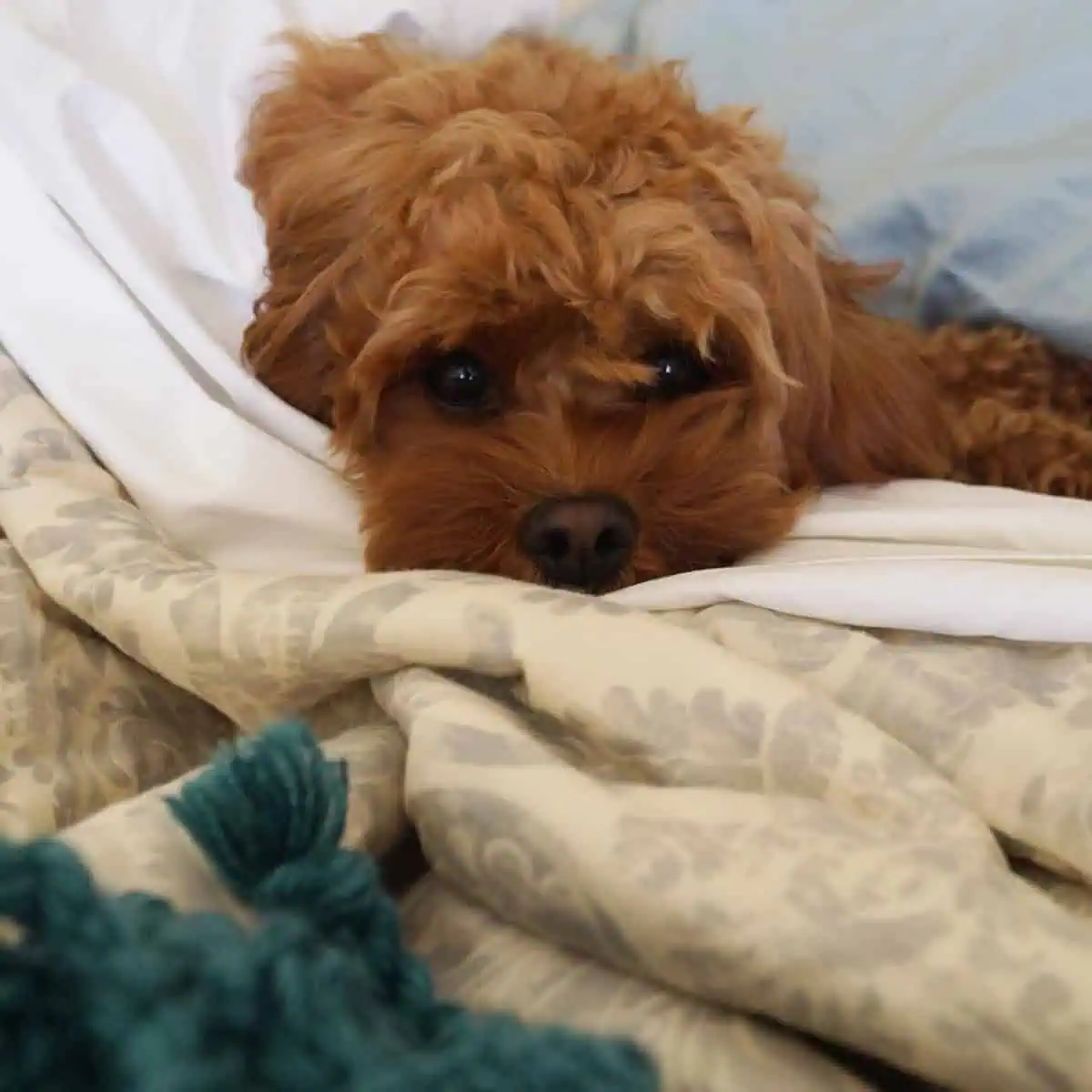 lazy Cavapoo in bed
