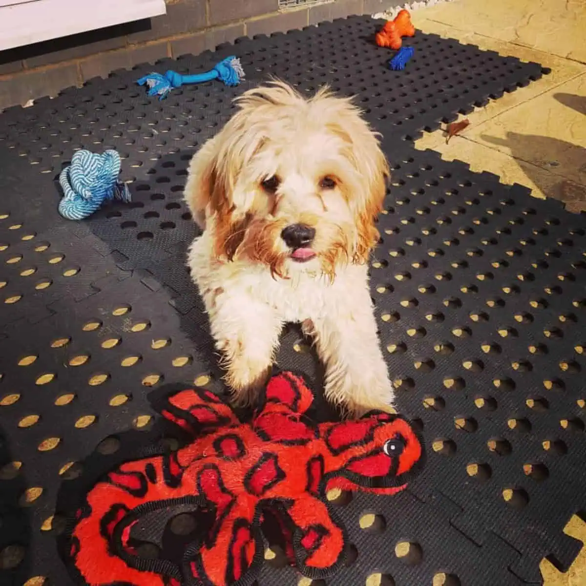 lying Cavapoo on rubber mat with toys