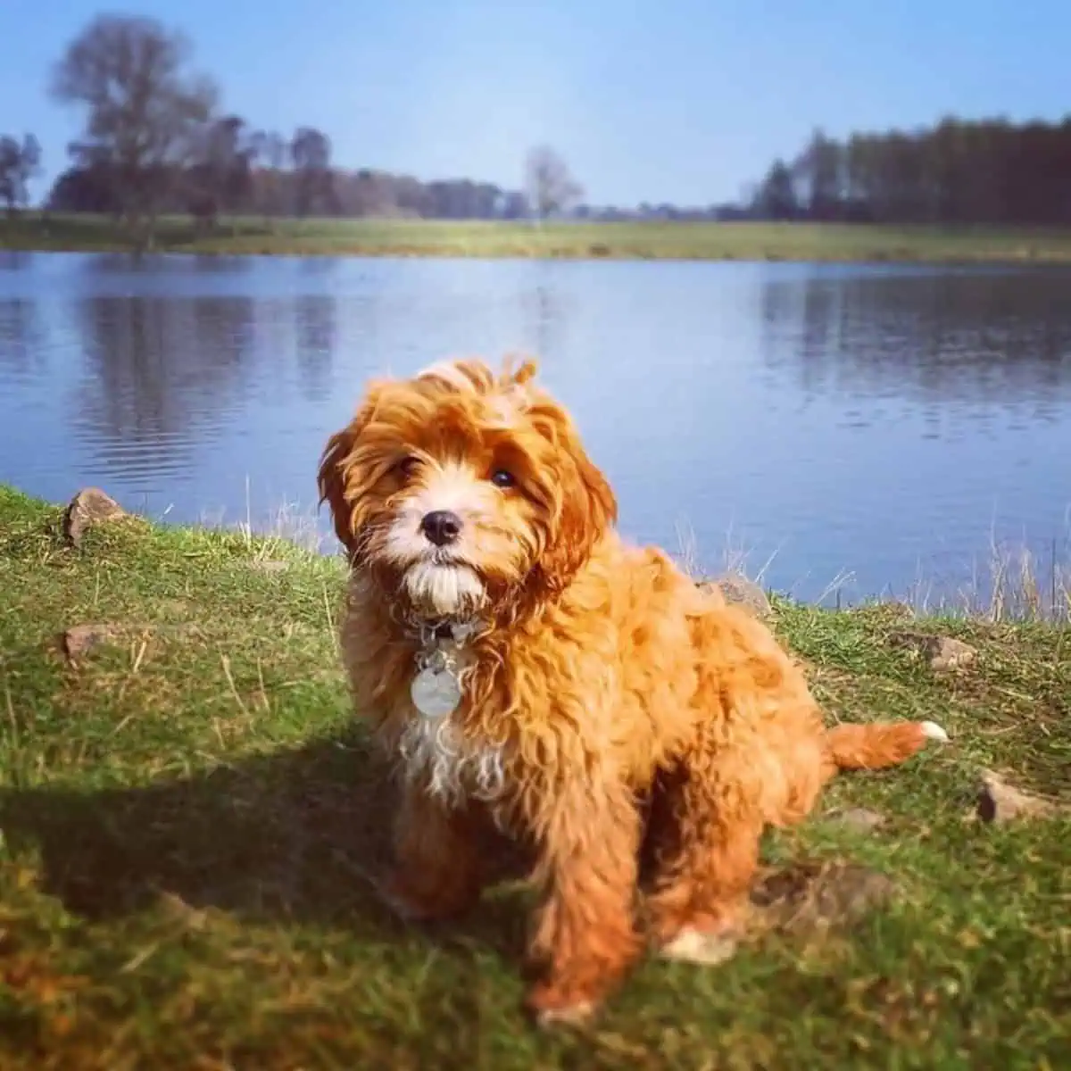 posing Cavapoo puppy by the lake
