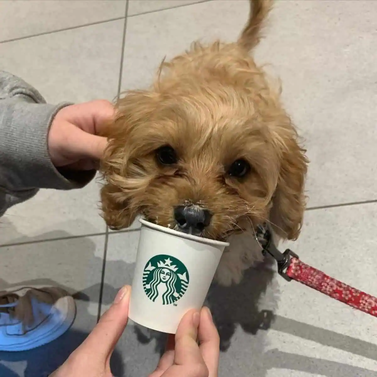 special drink for Cavapoo