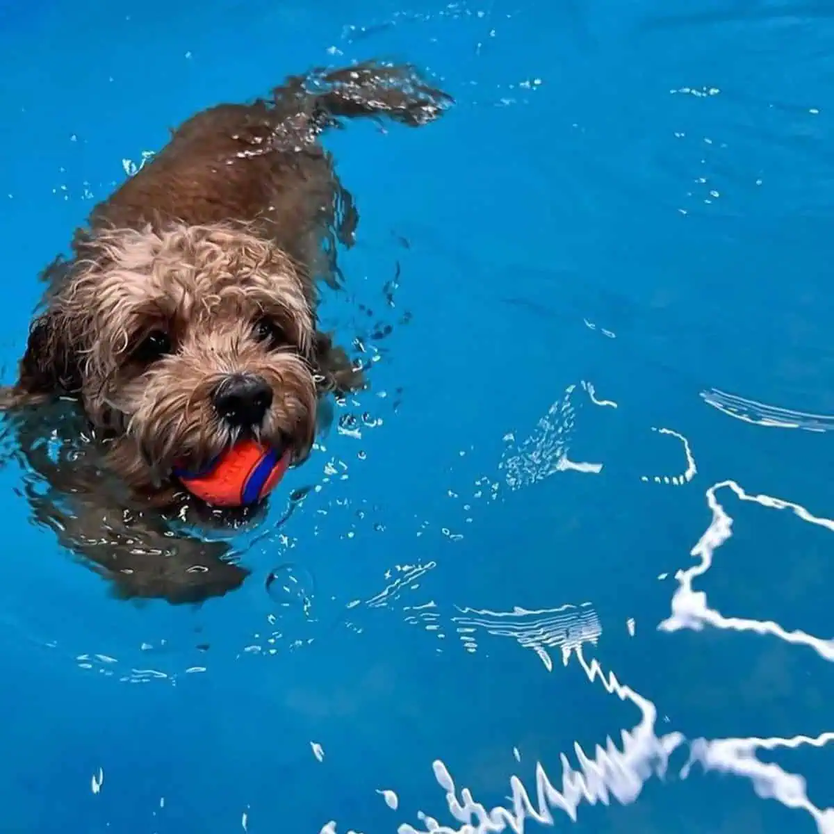 swimming Cavapoo with ball