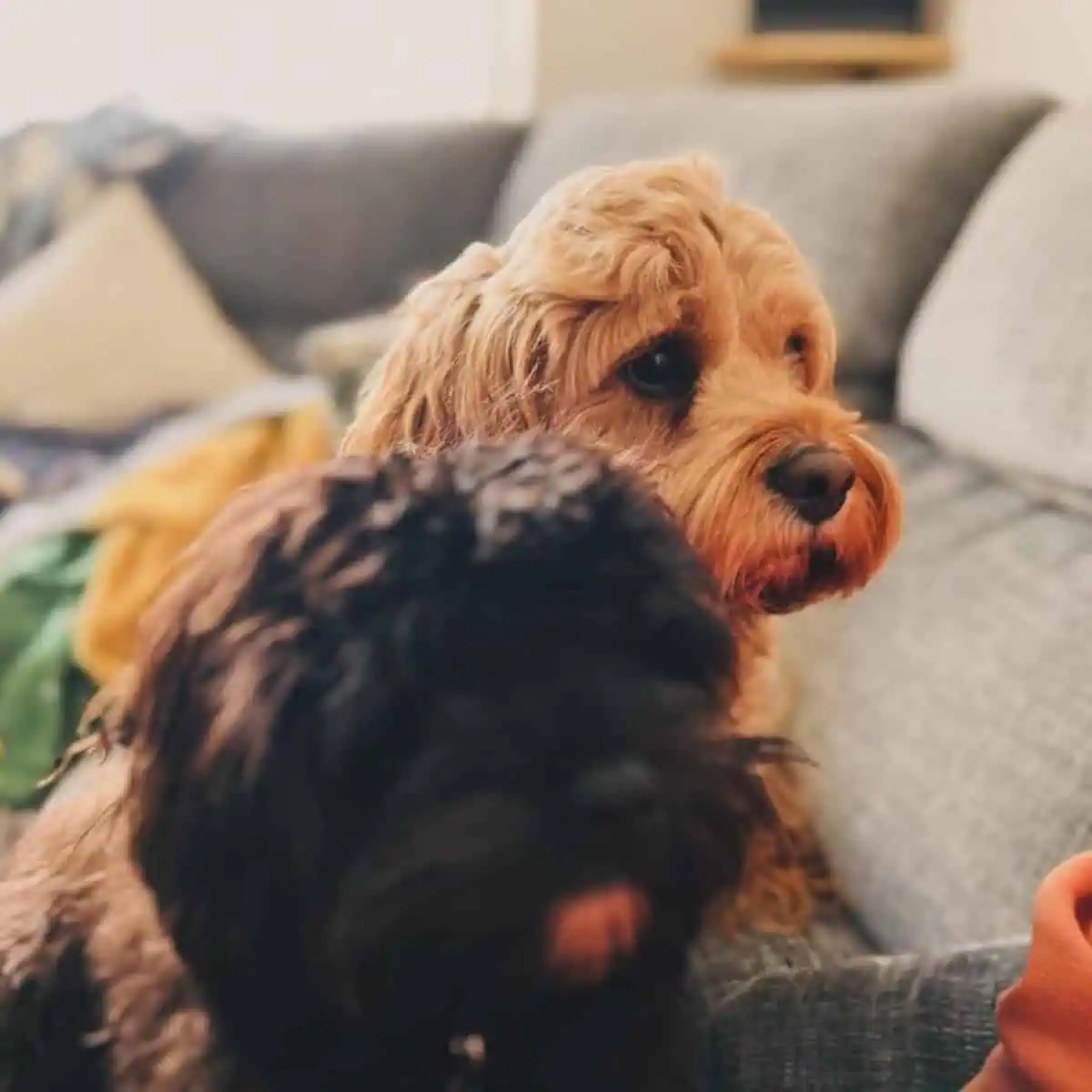 two Cavapoos look curious