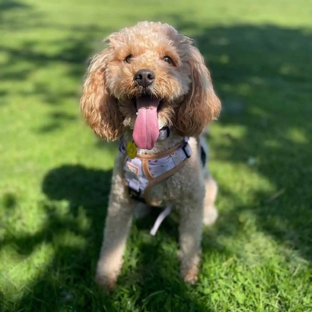 waiting Cavapoo for commands