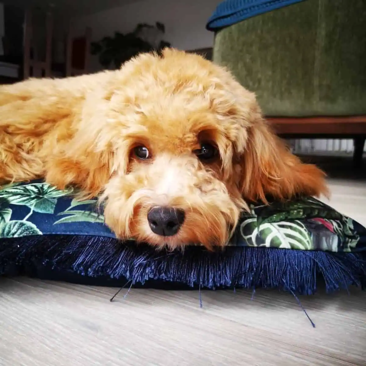well-behaved Cavapoo on its pillow