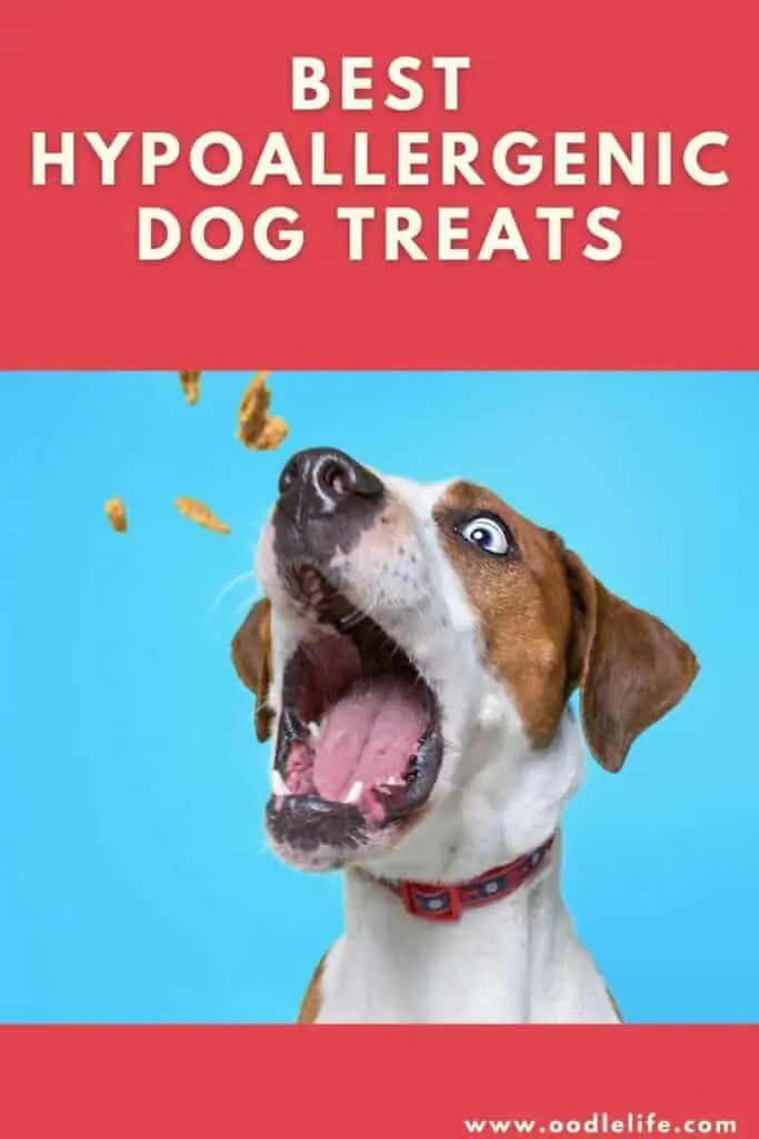 Best Hypoallergenic Treats For Dogs - Oodle Life