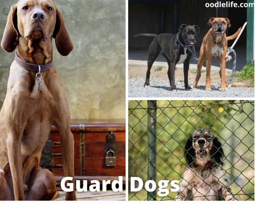 Facts About Guard Dogs [11 Interesting Facts] - Oodle Life