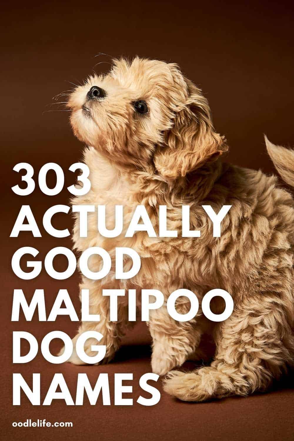 best-maltipoo-names-303-names-for-a-maltipoo-dog-or-puppy-oodle-life