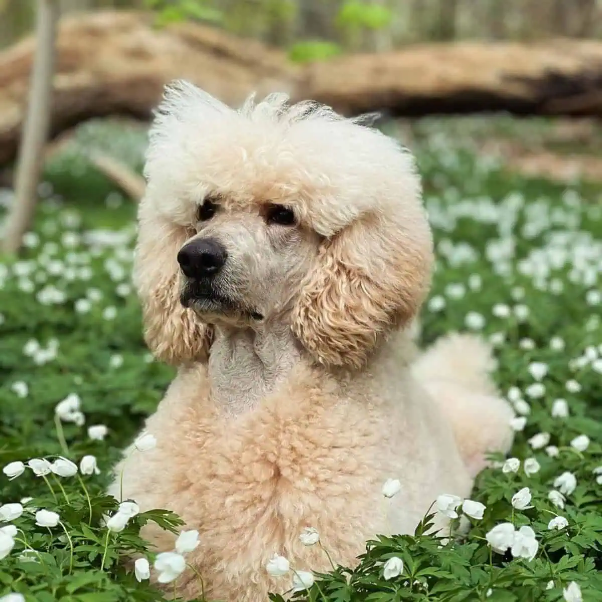 Poodle sits on bed of flowers