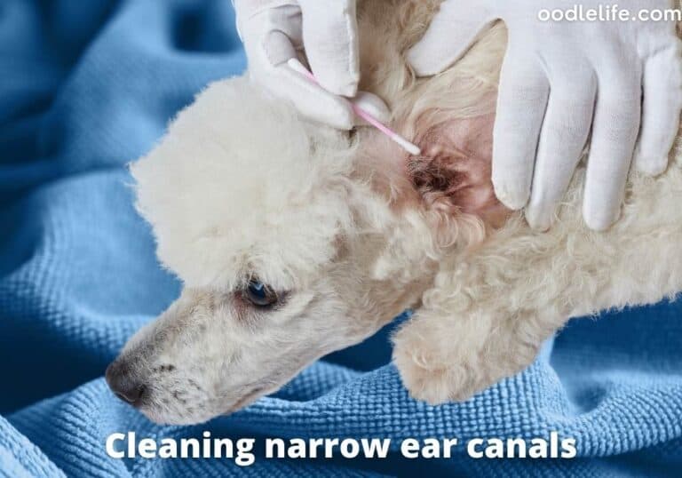 How To Clean Poodle Ears [Step Guide] - Oodle Life