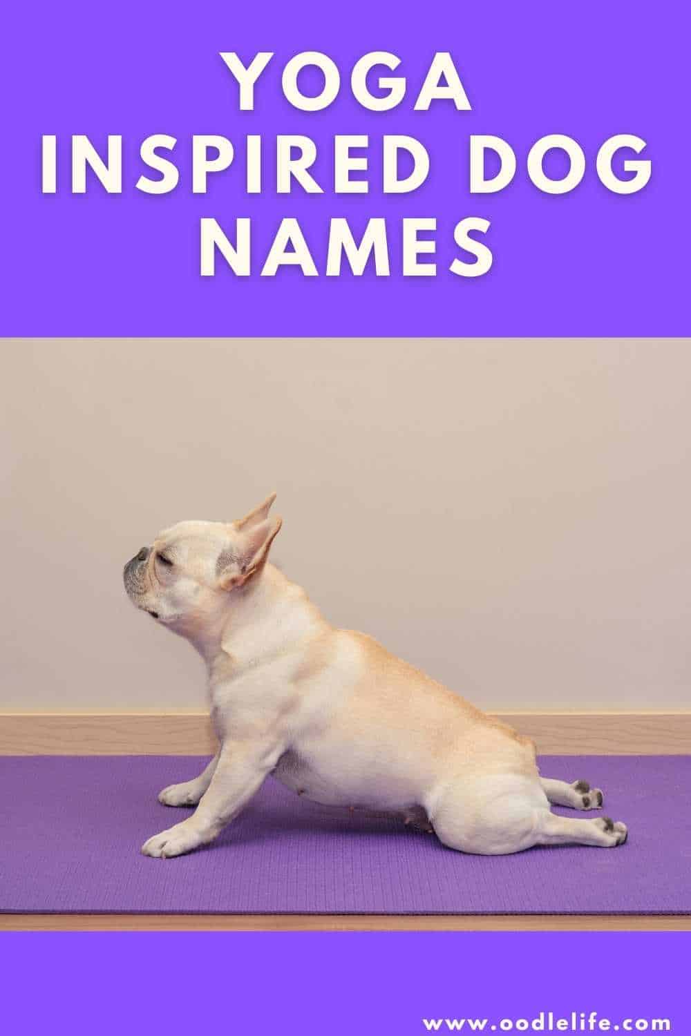 28 Yoga Dog Names Actually Good Puppy Names Oodle Life   Yoga Dog Names 