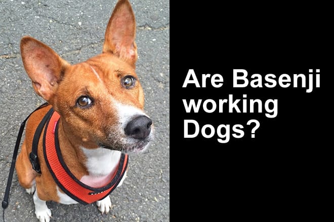 how long do basenji puppies grow