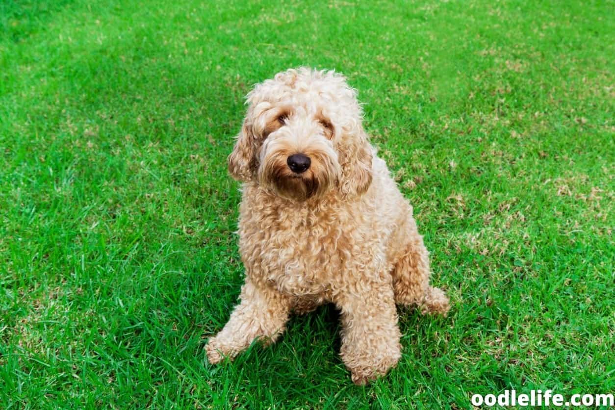 11 Great Toys For Labradoodles [our Favorites] - Oodlelife®