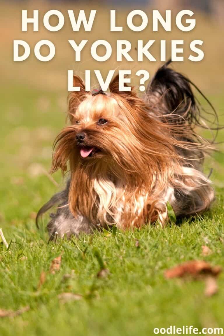 how-long-do-yorkies-live-oodle-life