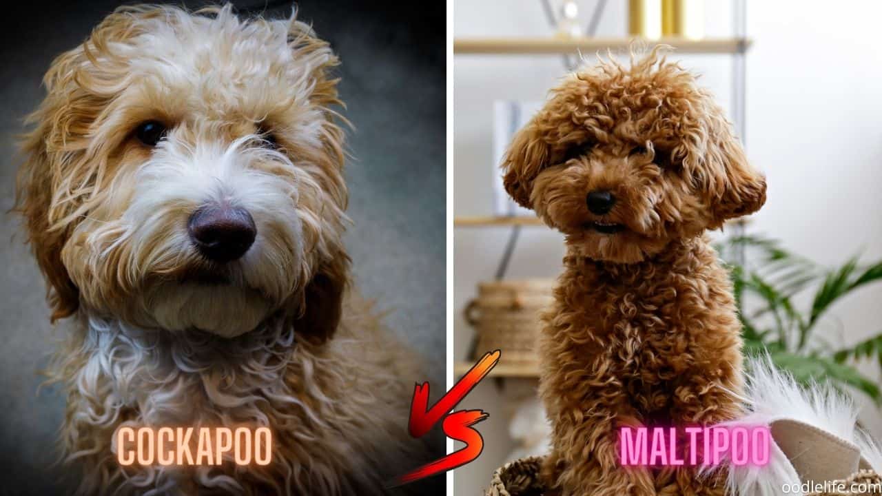 Cockapoo Vs Maltipoo [Breed Comparison With Photos] - Oodle Life