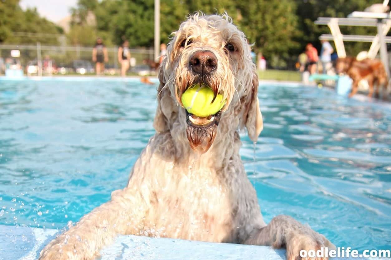 do dogs need a bath after swimming in a pool