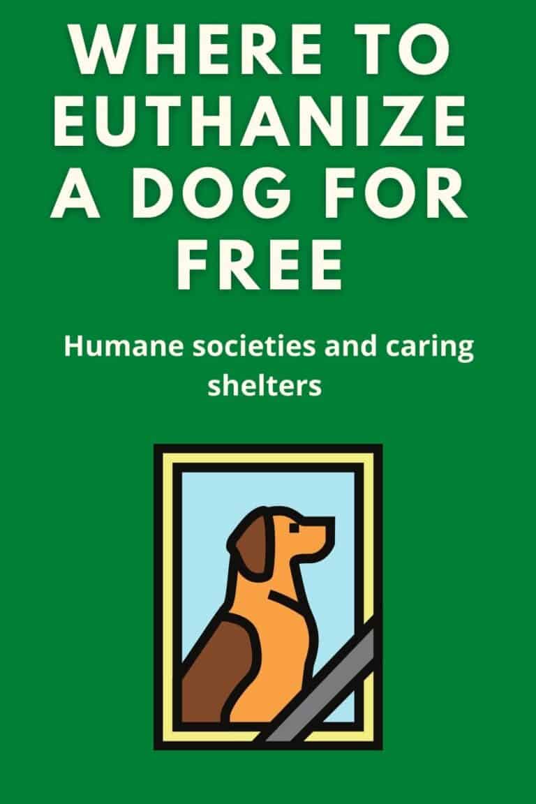 Where To Euthanize A Dog For Free? (USA) - Oodle Life