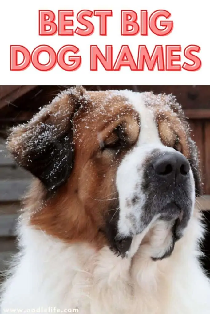 best big dog names
