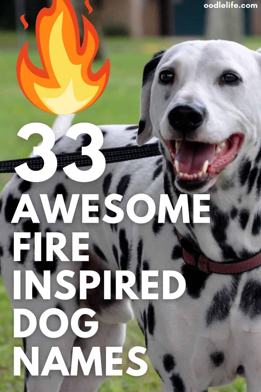 33-best-fire-names-for-dogs-actually-good-oodle-life