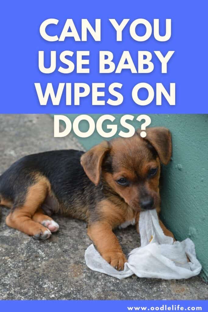 Can You Use Baby Wipes On Dogs Oodle Life