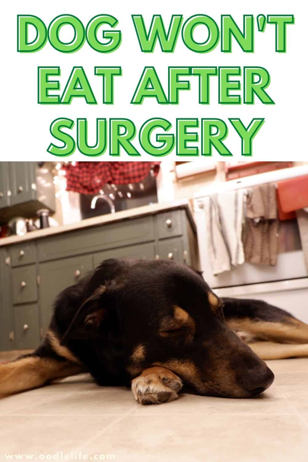 dog-won-t-eat-after-surgery-what-to-do-oodle-life