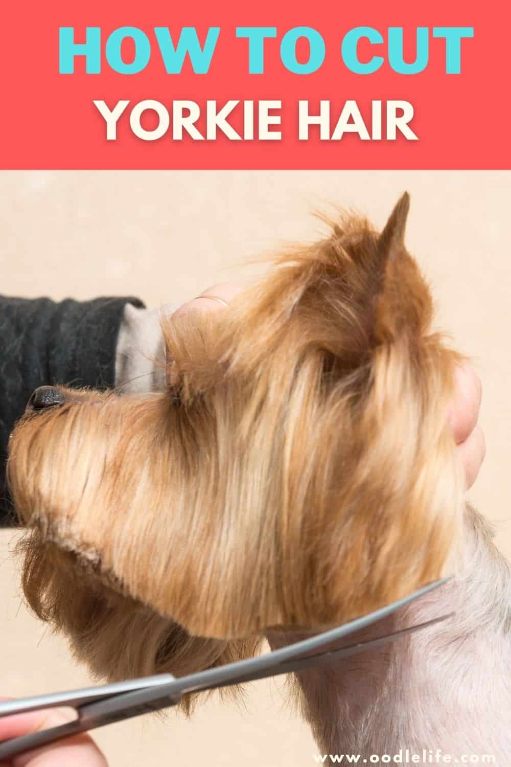 How To Cut Yorkie Hair StepbyStep Guide Oodle Life