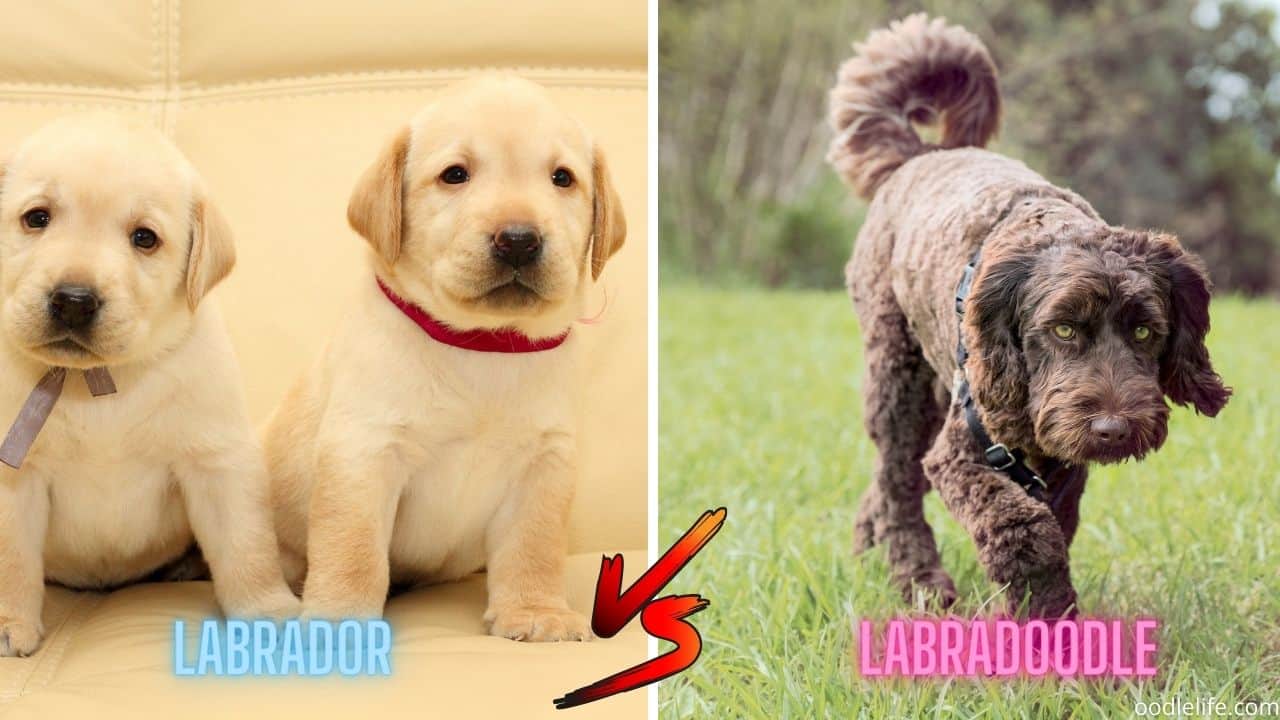 Labradoodle Vs Labrador - Which Is Better? - Oodle Life