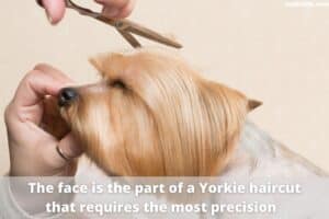 How To Cut Yorkie Hair - Step-by-Step Guide - Oodle Life