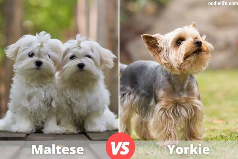 Maltese Vs Poodle Breed Comparison (Key Differences) - Oodle Life