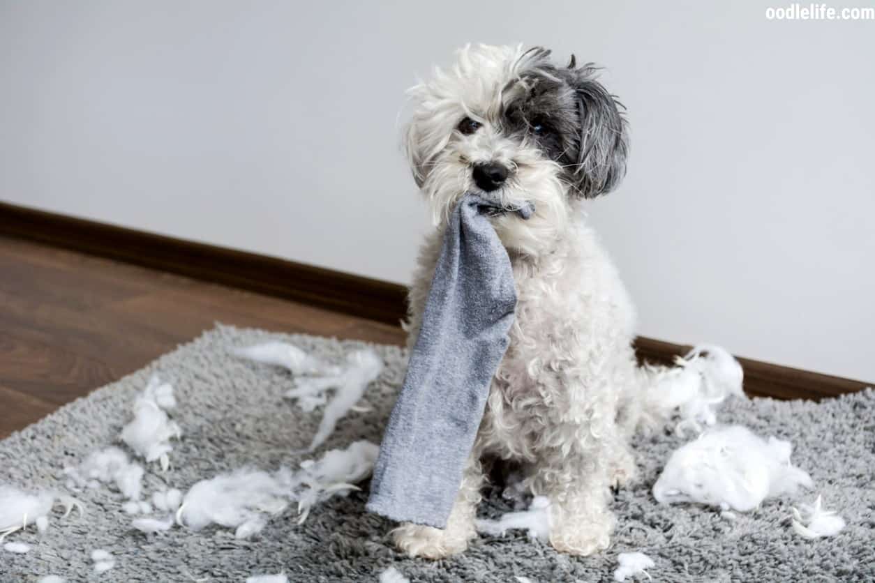 how to train your poodle puppy