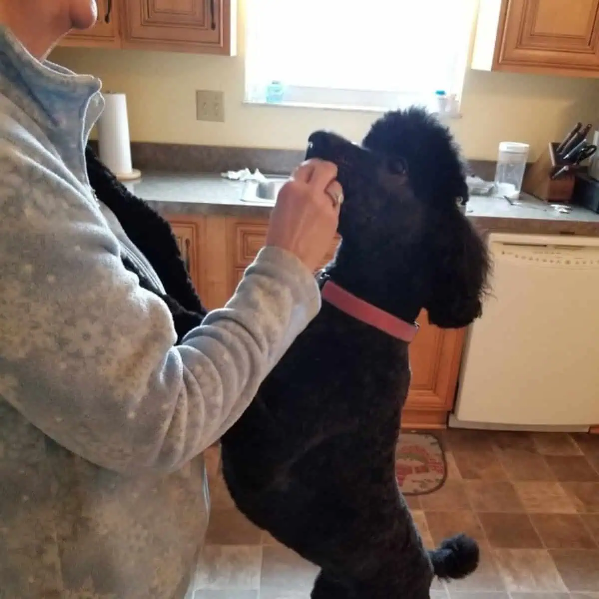 Poodle rewarded with treats