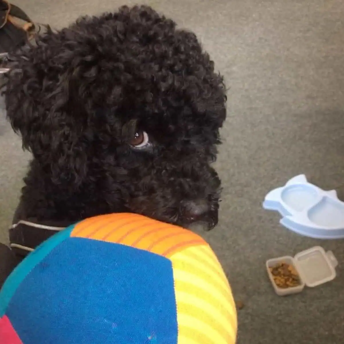 shy Poodle with ball