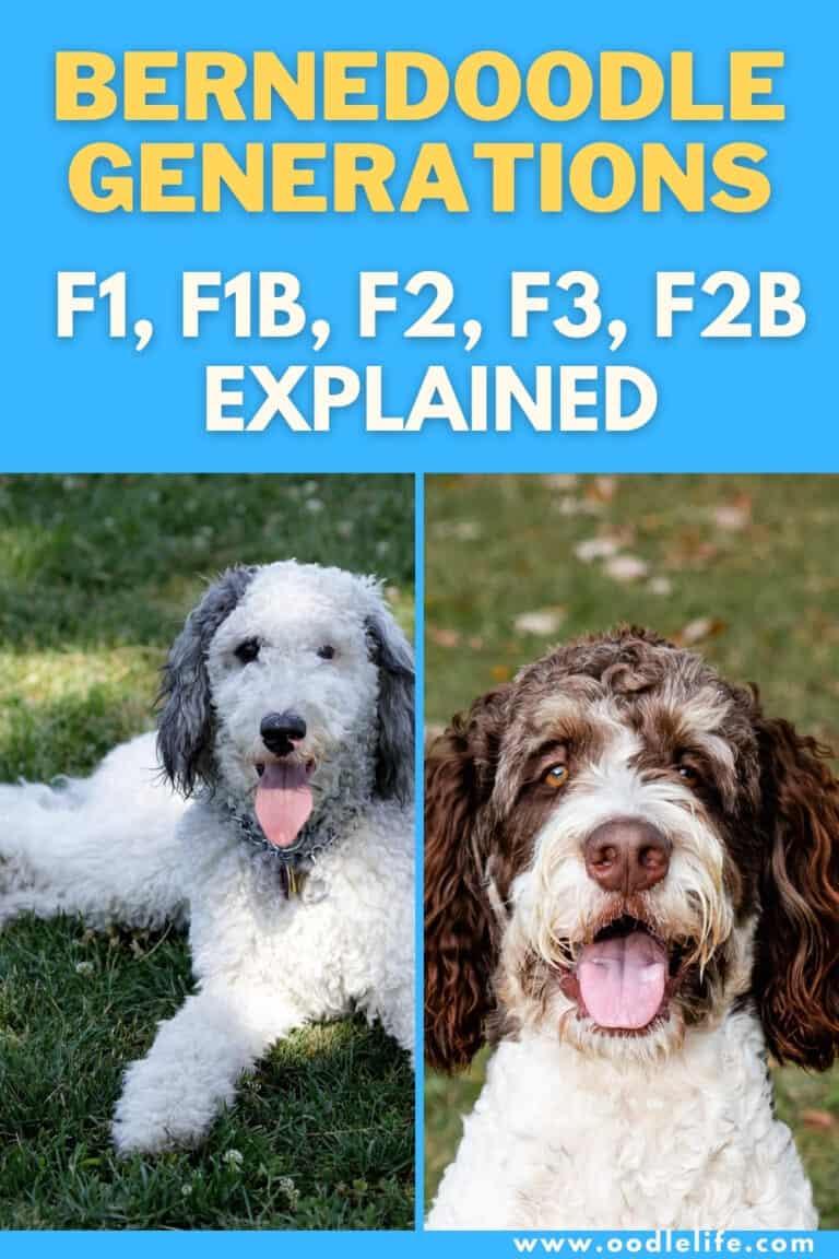 Best Bernedoodle Generations [F1, F1B, F2, F2B, F3] - Oodle Life